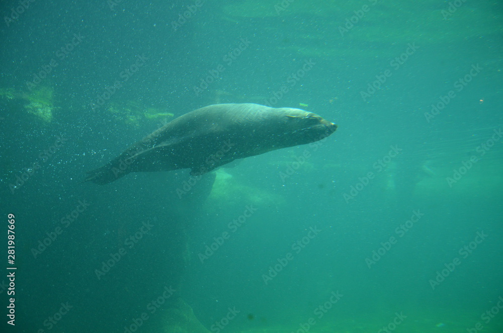 Obraz premium Harbor seal (Phoca vitulina)