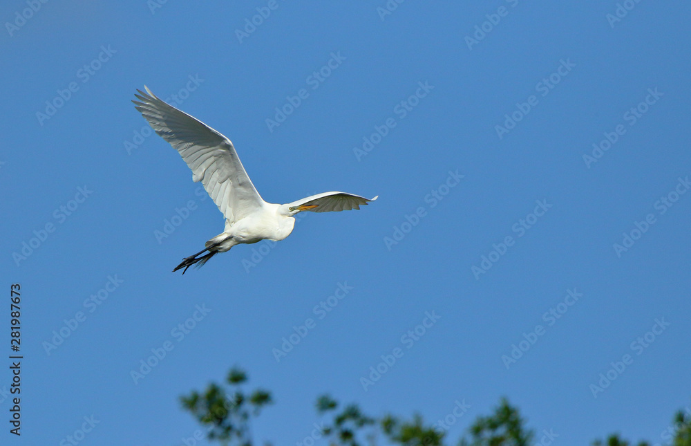 One Great egret gliding with a blue sky as background One Great egret gliding with a blue sky as background