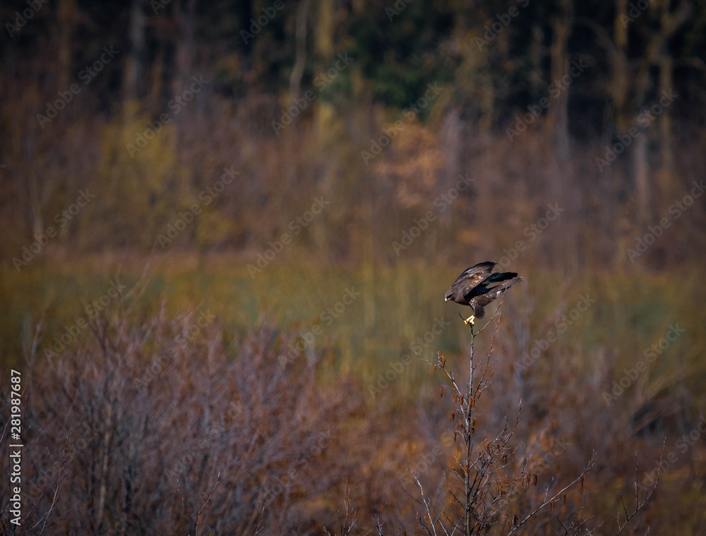 Mäusebussard im Flug , bayerischer Wald Drachensee Mäusebussard im Flug , bayerischer Wald Drachensee