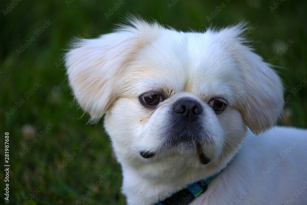 Portrait small white young puppy pekinese Portrait small white young puppy pekinese