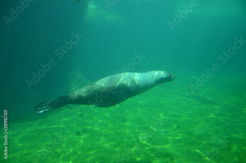 Harbor seal (Phoca vitulina)