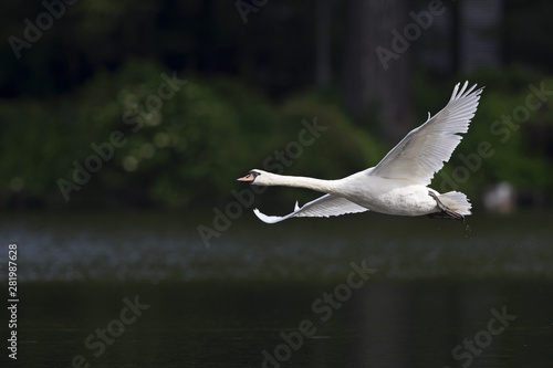 An elegant mute swan (Cygnus olor) flying in highspeed in a lake in the city Berlin Germany.