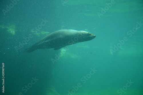 Harbor seal (Phoca vitulina) © Denise Serra