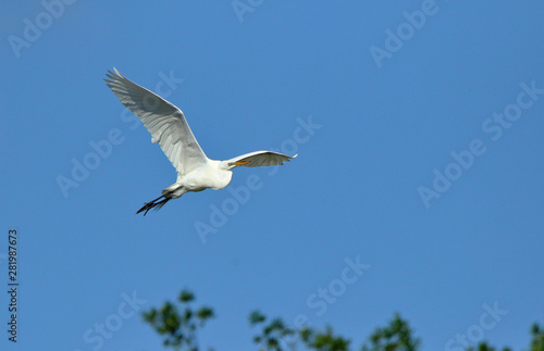 One Great egret gliding with a blue sky as background © John Wijsman
