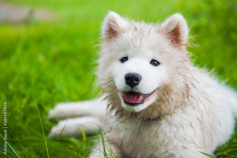 Funny Samoyed puppy dog muzzle in the garden on the green grass