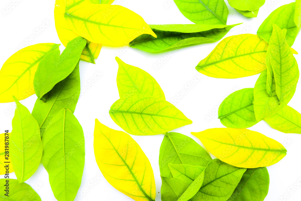 Fototapeta premium Beautiful abstract texture color yellow and green leaves on the white isolated background and wallpaper