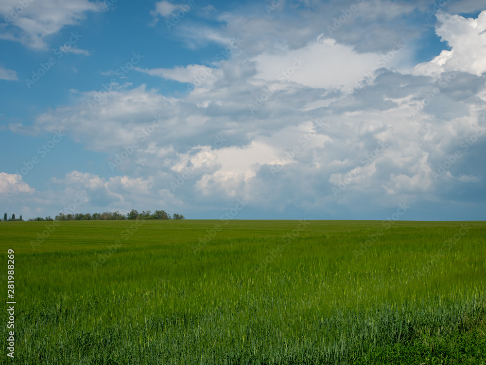 Obraz premium Spring landscape. Green field, blue sky and white clouds.