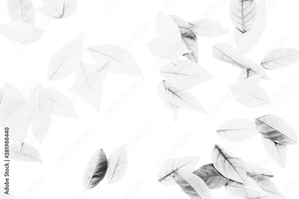 Beautiful abstract texture color gray black and white tree leaves isolated on the white background and wallpaper