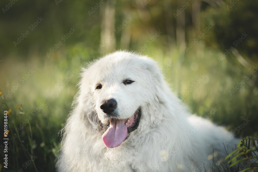 Cute maremma sheepdog. Big white fluffy happy dog breed maremmano abruzzese shepherd lying in the forest in summer