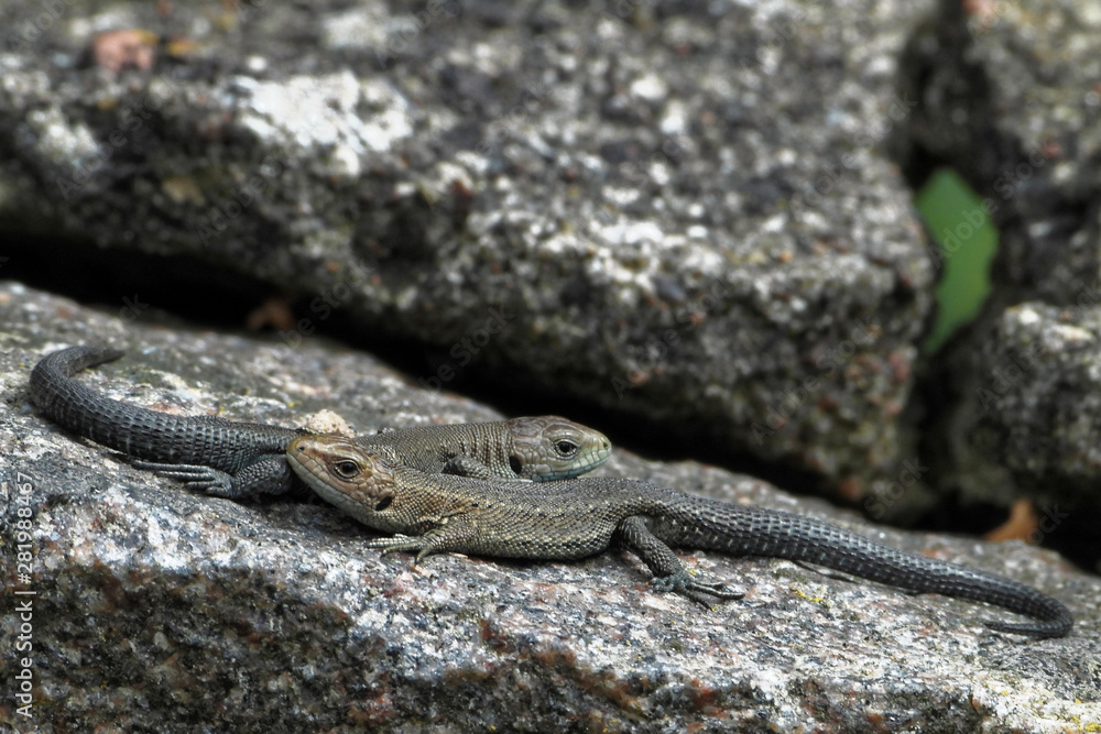 Fototapeta premium Two viviparous lizards.
