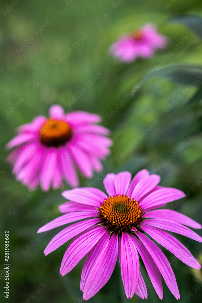 Close up macro flower or floral photograph of a pink or light purple coneflower with others blurred in the lush green dark color foliage bokeh beyond making a beautifully composed romantic background. Close up macro flower or floral photograph of a pink or light purple coneflower with others blurred in the lush green dark color foliage bokeh beyond making a beautifully composed romantic background.