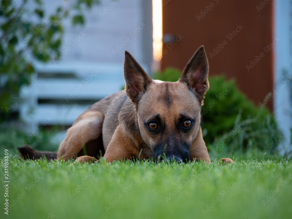 Small brown dog in grass.