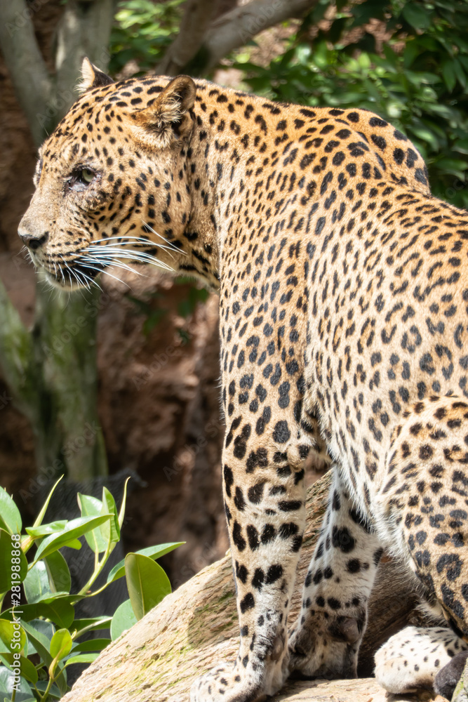 African Leopard (Panthera pardus pardus) native to wide ranges in sub-Saharan Africa African Leopard (Panthera pardus pardus) native to wide ranges in sub-Saharan Africa