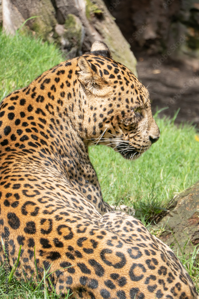 African Leopard (Panthera pardus pardus) native to wide ranges in sub-Saharan Africa African Leopard (Panthera pardus pardus) native to wide ranges in sub-Saharan Africa