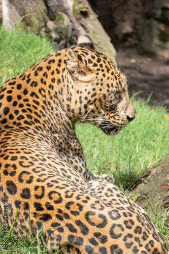 African Leopard  Panthera pardus pardus  native to wide ranges in sub-Saharan Africa