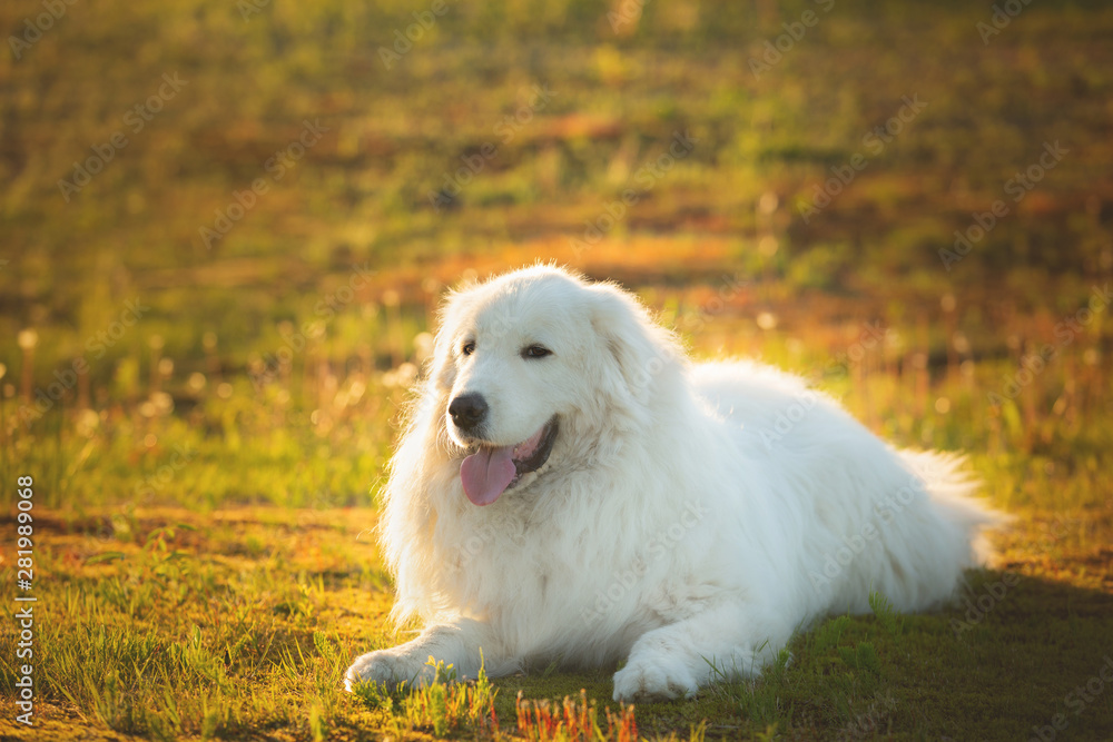 Big white dog lying on moss in the field at sunset. gorgeous maremma sheepdog. Cane da pastore Maremmano-Abruzzese Big white dog lying on moss in the field at sunset. gorgeous maremma sheepdog. Cane da pastore Maremmano-Abruzzese