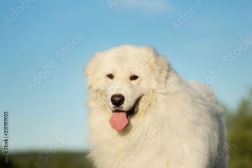 Cute maremma sheepdog. Big white fluffy dog breed maremmano abruzzese shepherd sitting in the field at sunset