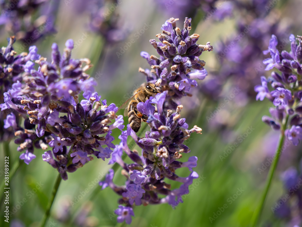 Bee on lavender. Lavender closeup. Lavender background. 