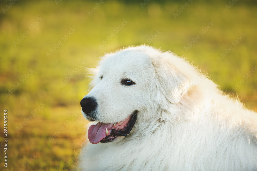 Big white dog lying on moss in the field at sunset. Happy maremma sheepdog. Cane da pastore Maremmano-Abruzzese