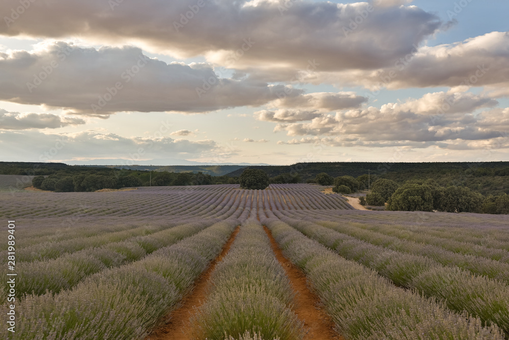 Lavender field summer sunset landscape with cloudy sky Lavender field summer sunset landscape with cloudy sky