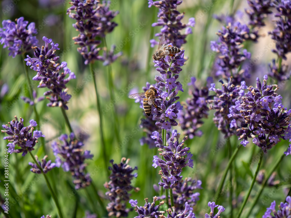 Bee on lavender. Lavender closeup. Lavender background. Bee on lavender. Lavender closeup. Lavender background.