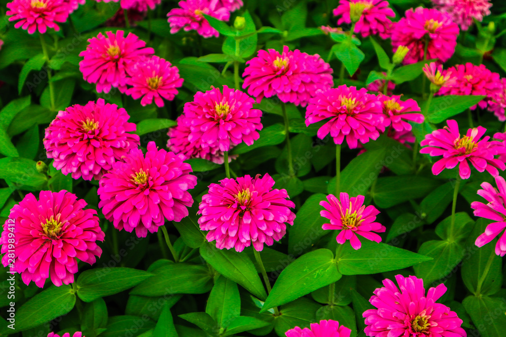Beautiful abstract texture color red purple and pink flowers trees plants and forest landscape in the public nature green city parks and gardens Beautiful abstract texture color red purple and pink flowers trees plants and forest landscape in the public nature green city parks and gardens