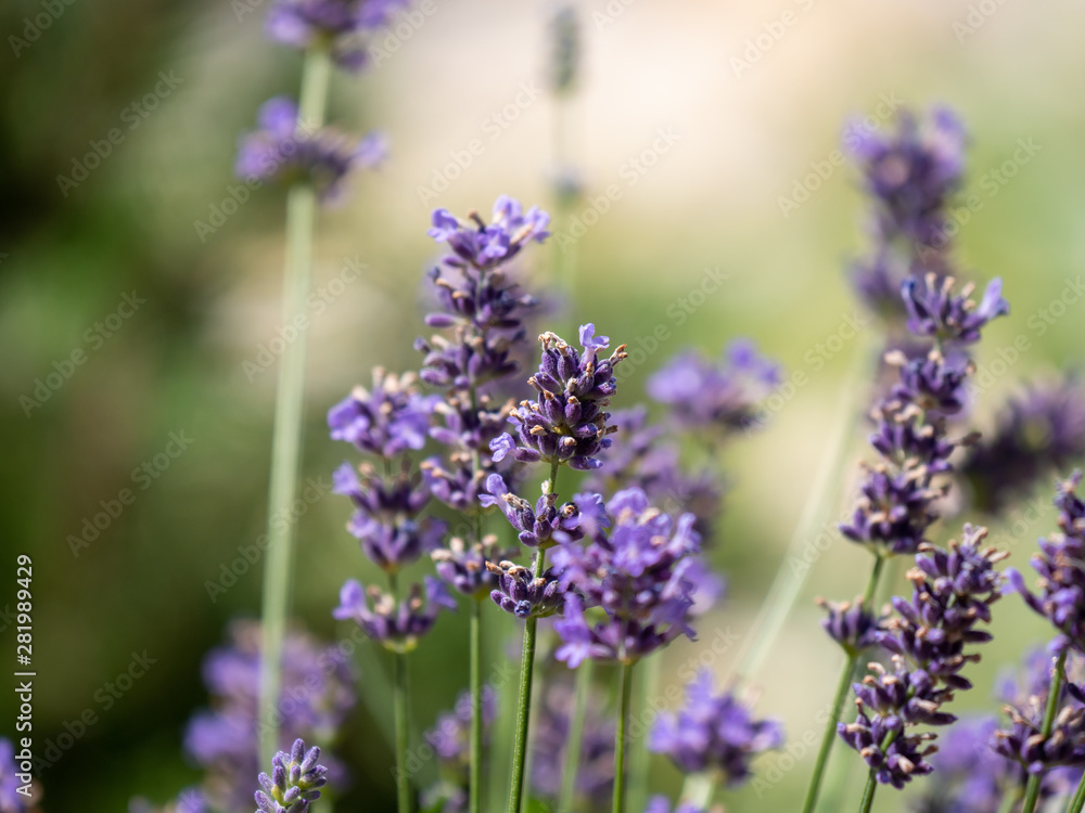 Lavender closeup. Lavender background. Flowers of lavender. Lavender closeup. Lavender background. Flowers of lavender.