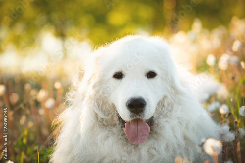 Lovely maremma sheepdog. Big white fluffy dog breed maremmano abruzzese shepherd lying in the field at sunset