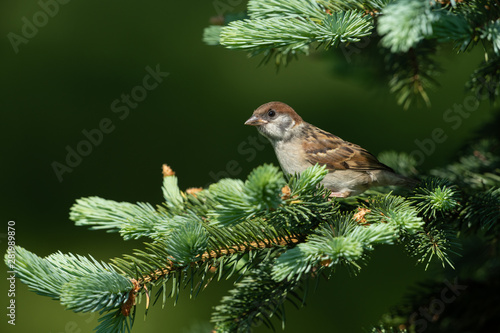 Eurasian tree sparrow sitting on a branch © Wolfgang Kruck