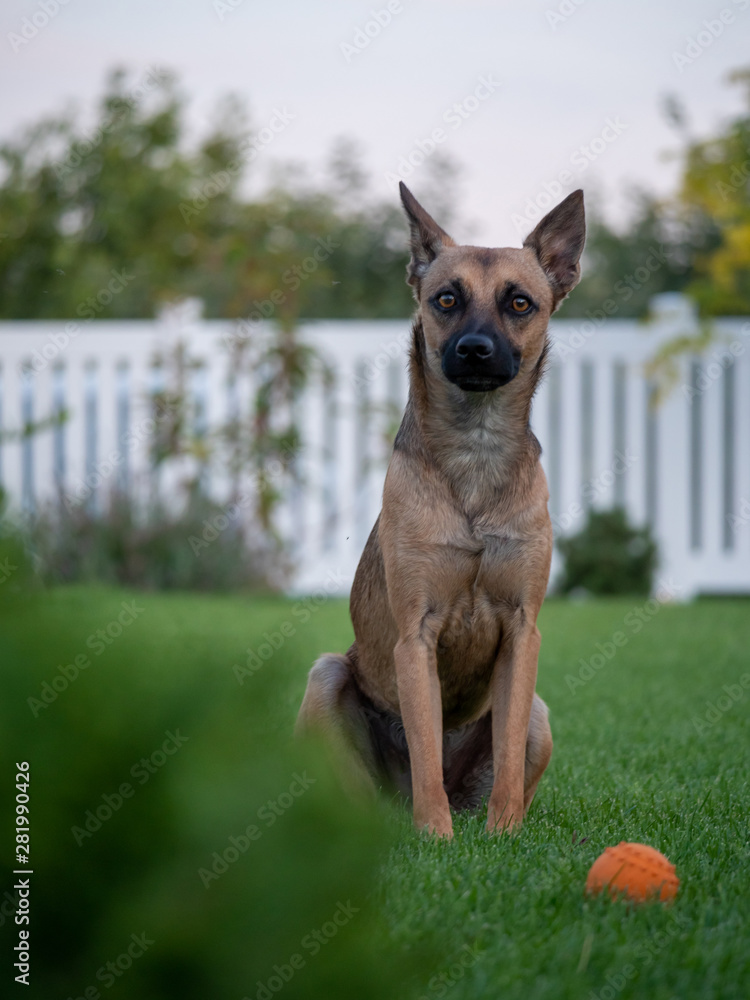 Brown dog on garden. Dog portrait. Dog on summer garden. Brown dog on garden. Dog portrait. Dog on summer garden.