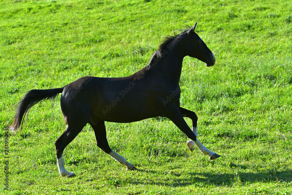 Black horse running in the field in gallop. In motion. Black horse running in the field in gallop. In motion.