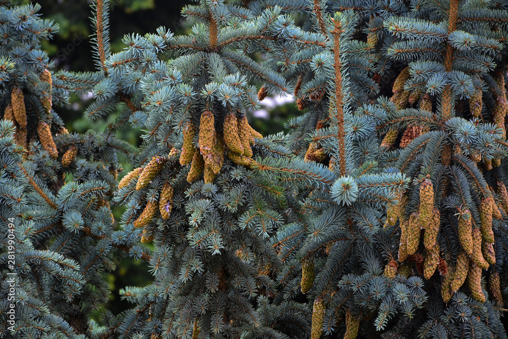 Beautiful green cones hang on the branches of spruce. The needles create a wonderful composition and form a frame. Other branches and cones disappear mainly on a green background.