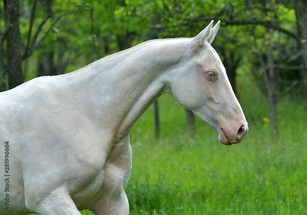 Cremello Akhal Teke Horse Cremello Akhal Teke Horse