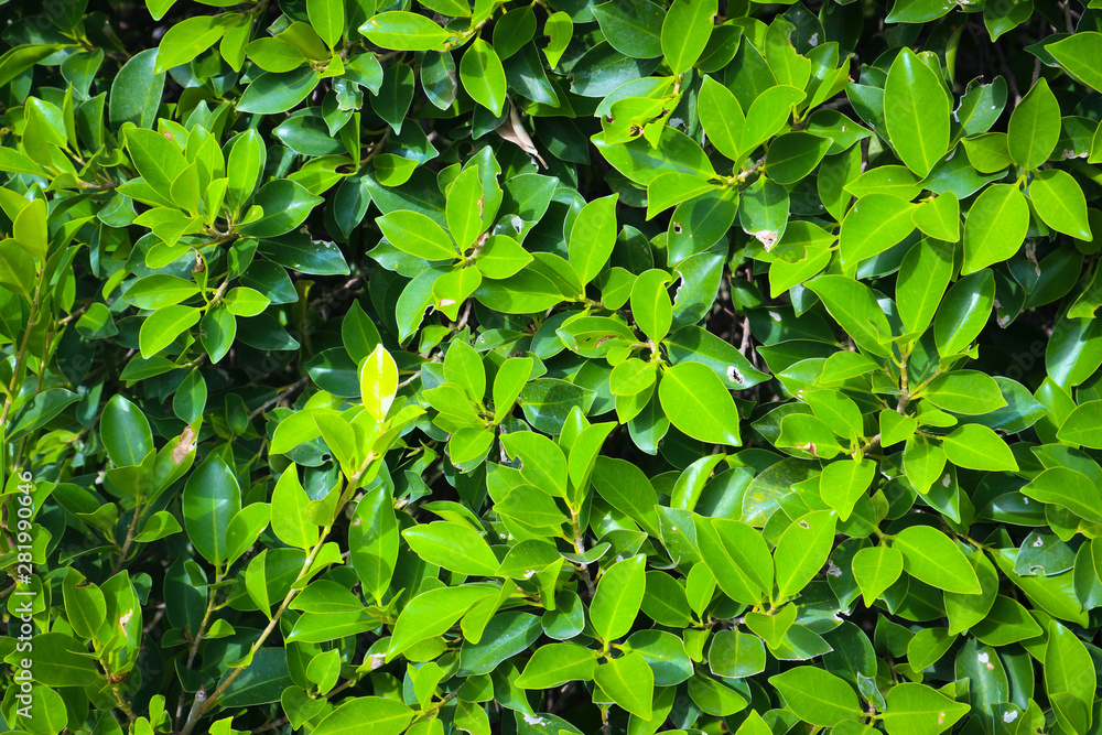 Beautiful abstract texture color yellow and green leaves pattern background and wallpaper in the gardens Beautiful abstract texture color yellow and green leaves pattern background and wallpaper in the gardens