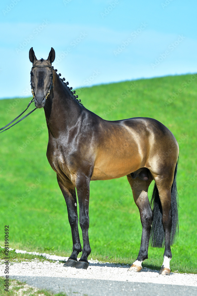 Stunning buckskin Akhal Teke standing sideways outside in the field. Equestrian sport. Stunning buckskin Akhal Teke standing sideways outside in the field. Equestrian sport.