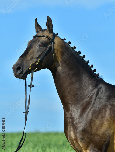 Portrat of buckskin akhal teke stallion in a bridle standing outside in a summer field against blue sky. Equestrian sport.