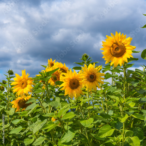 Field of sunflowers  blooming sunflowers against the sky with clouds