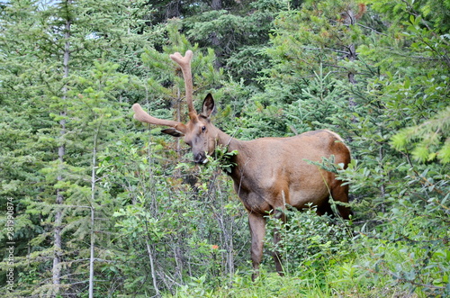 Bull Elk in velvet, foraging in Jasper National Park
