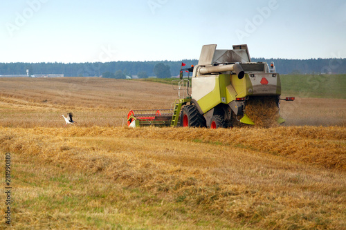 The stork and harvesting grain crops in the field with combine harvesters