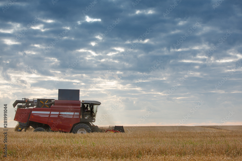 Fototapeta premium harvesting grain crops in the field with combine harvesters