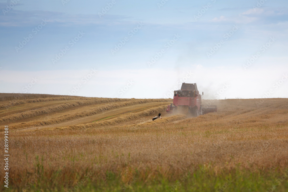 Naklejka premium harvesting grain crops in the field with combine harvesters and stork