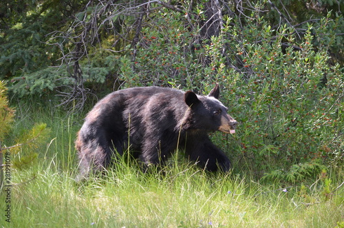 Black bear hunting for berries