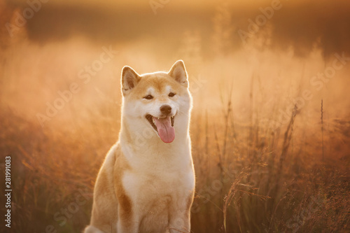 Beautiful Red Shiba inu dog sitting in the field in summer at sunset