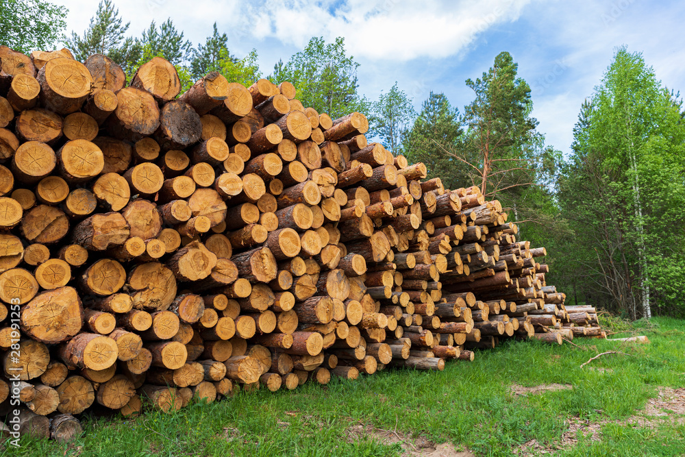 In a forest glade stacked felled trees for firewood or construction In a forest glade stacked felled trees for firewood or construction