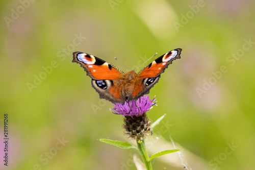 Close up of a colourful Peacock butterfly perching on a purple thistle head, Aglais io, European Peacock
