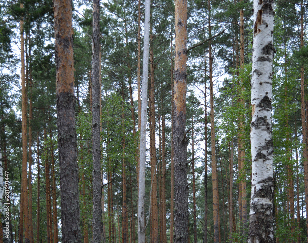 Fototapeta premium green forest with growing trees grass foliage for fresh air