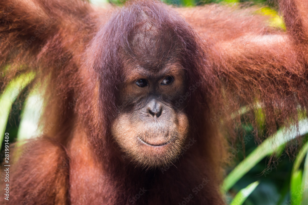 Portrait of young thoughtful orangutan with clever eyes in wet rainy day. Borneo. Portrait of young thoughtful orangutan with clever eyes in wet rainy day. Borneo.