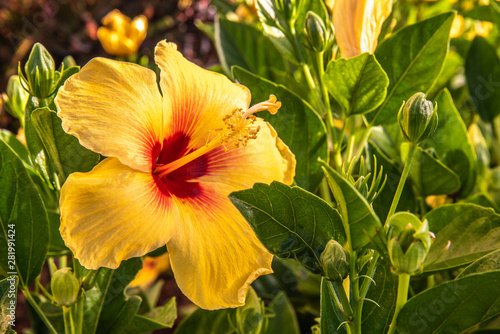 Beautiful Tropical Flowers in Hawaii © shanemyersphoto