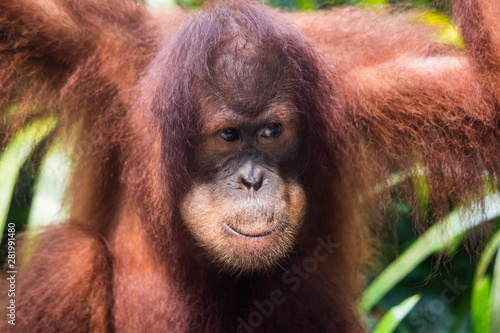 Portrait of young thoughtful orangutan with clever eyes in wet rainy day. Borneo. © Natalia