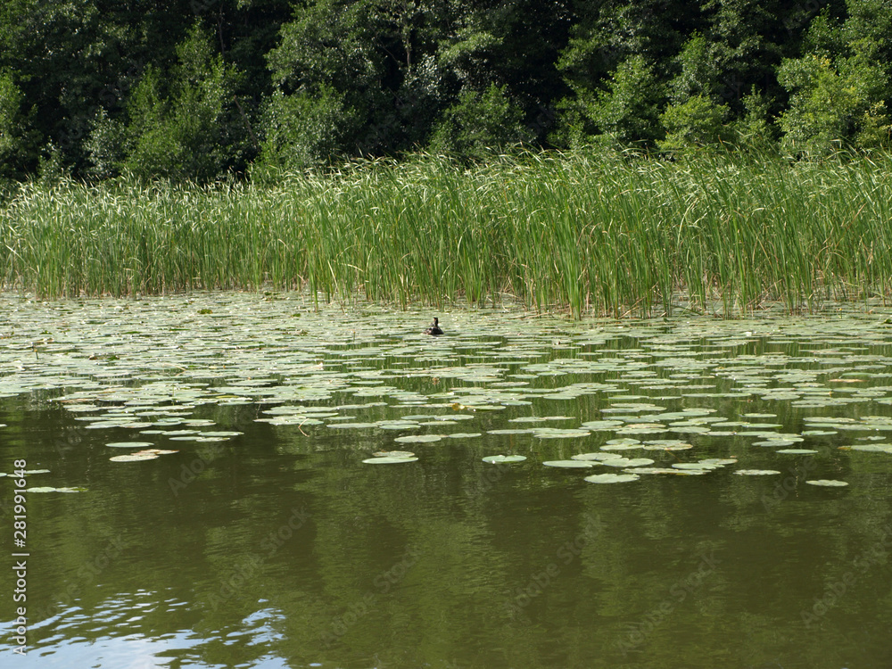 lake view with shore reeds and water grasses lake view with shore reeds and water grasses
